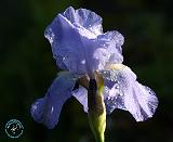 Flower 8T97D-21